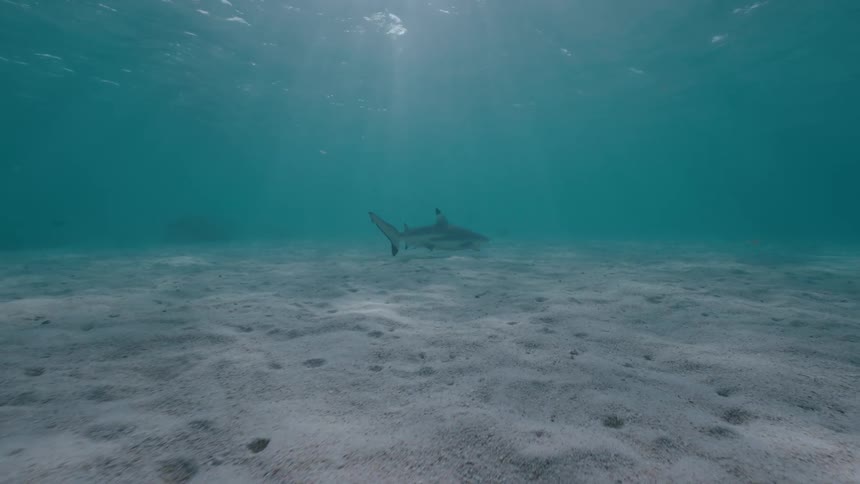 A blacktip reef shark swims gracefully over a sandy seabed as sunlight filters through the clear turquoise water