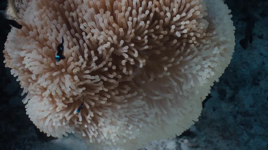 An overhead slow-motion shot of small black and blue damselfish swimming peacefully in a large sea anemone