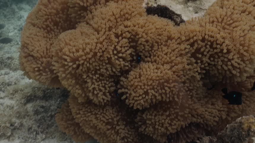 Small black fish with vibrant blue eyes seek refuge in the tentacles of a large sea anemone
