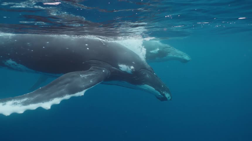 A mother humpback whale and her calf swim peacefully side-by-side just below the ocean's surface in slow motion