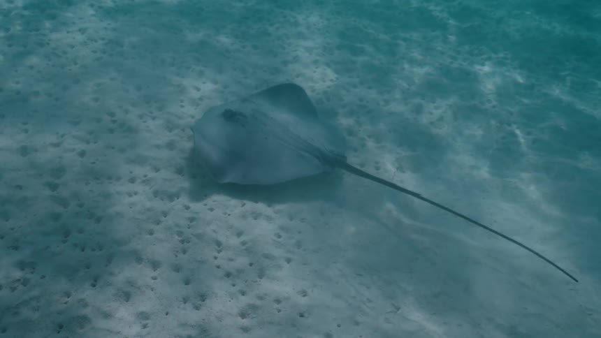 A southern stingray rests on the sandy sea floor as it uses its fins to sift for food