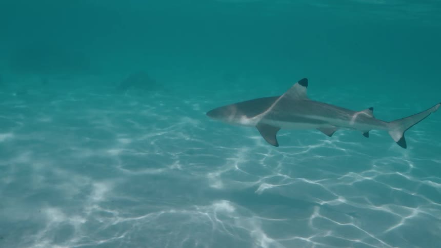 A blacktip reef shark swims gracefully through shallow, sunlit turquoise waters over a sandy ocean floor
