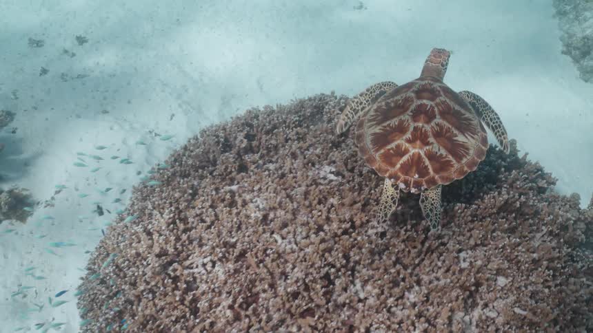 A high-angle underwater shot follows a sea turtle as it gracefully swims away from a coral reef over a sandy seafloor