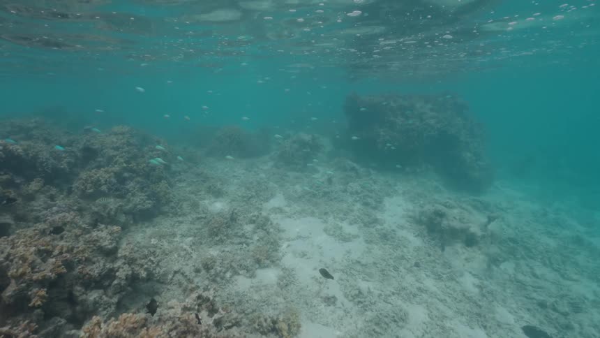A serene underwater view shows schools of small fish swimming over a sandy ocean floor and coral reef