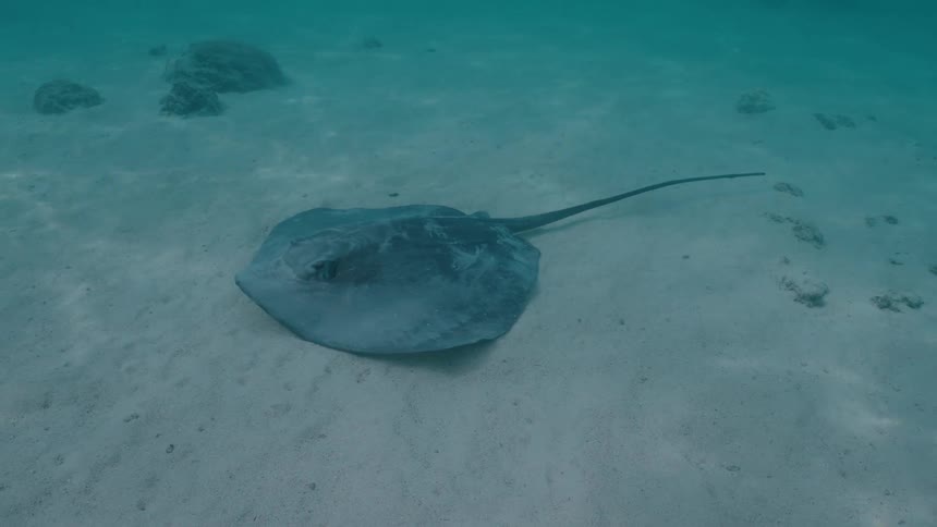 An underwater shot shows a lone stingray resting peacefully on the sandy ocean floor