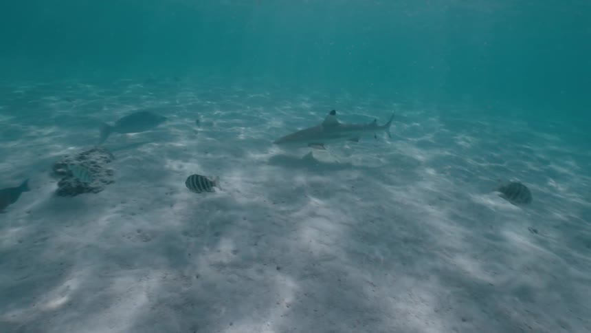 A blacktip reef shark swims serenely over a sandy ocean floor accompanied by other tropical fish in clear blue water