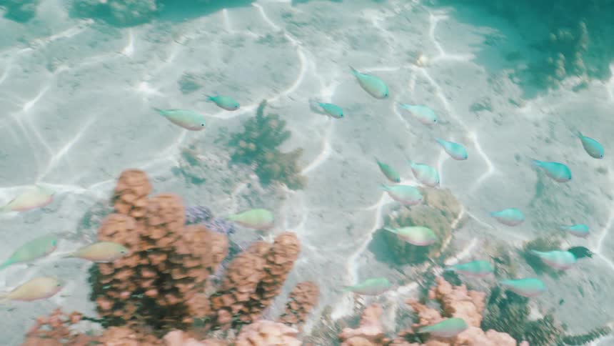 A mesmerizing school of small, colorful tropical fish glides over a coral reef in the shallow, clear ocean
