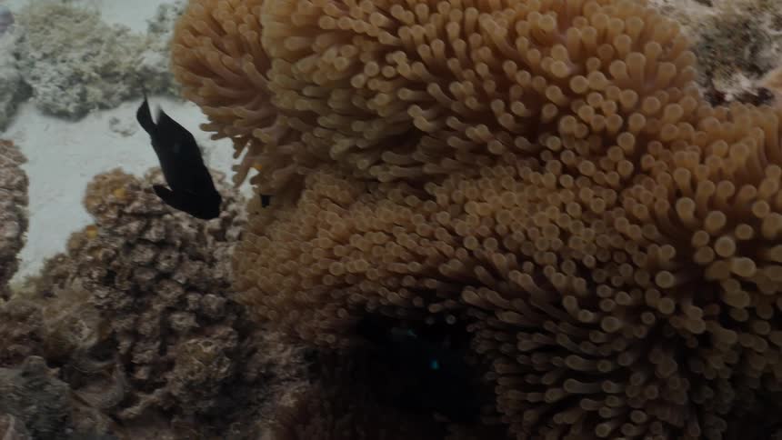 Two juvenile threespot dascyllus fish find shelter amongst the waving tentacles of a large sea anemone