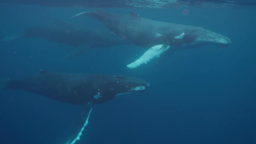 A serene underwater view shows three majestic humpback whales swimming gracefully together in the deep blue sea