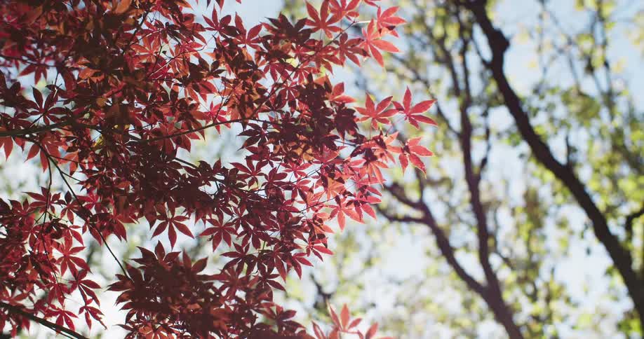 A tranquil low-angle shot of a Japanese maple tree's vibrant red leaves swaying gently in the breeze on a sunny day
