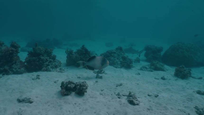 A blacktip reef shark swims slowly past a triggerfish on a sandy ocean floor