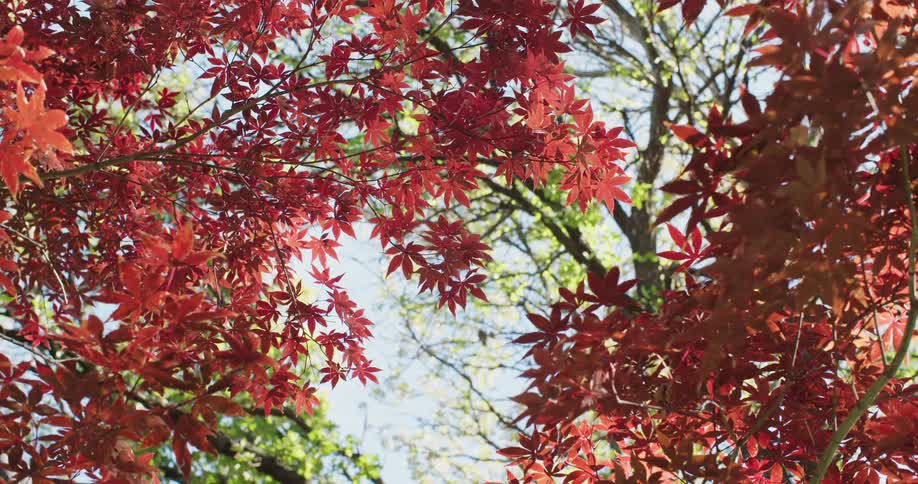 Vibrant red maple leaves gently sway in the wind against a backdrop of green trees and a clear blue sky