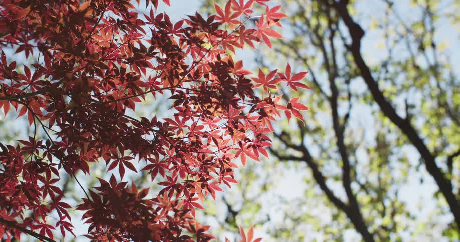 Sunlight filters through the vibrant red leaves of a Japanese Maple tree on a bright, clear day