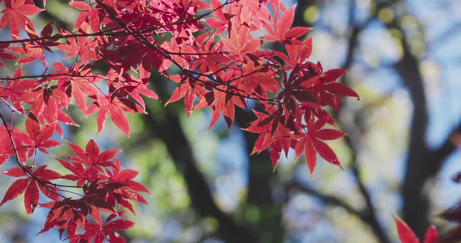 A close-up of vibrant red Japanese maple leaves gently swaying in the breeze on a sunny autumn day