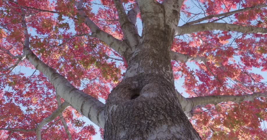 Looking up the trunk of a beautiful tree with vibrant red autumn leaves swaying gently in the wind against a clear blue sky