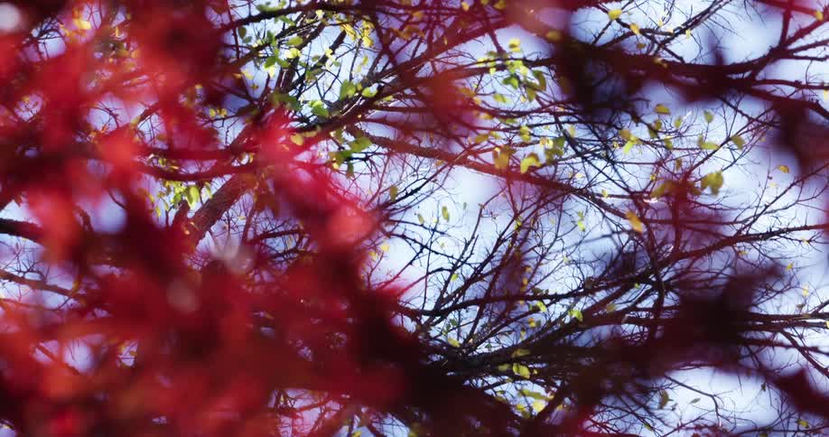 A serene view looks up through vibrant red autumn leaves towards the sky and distant bare branches