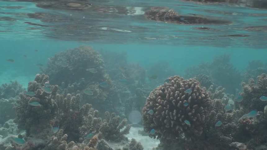 A serene underwater scene captures a coral reef garden teeming with small, colorful tropical fish