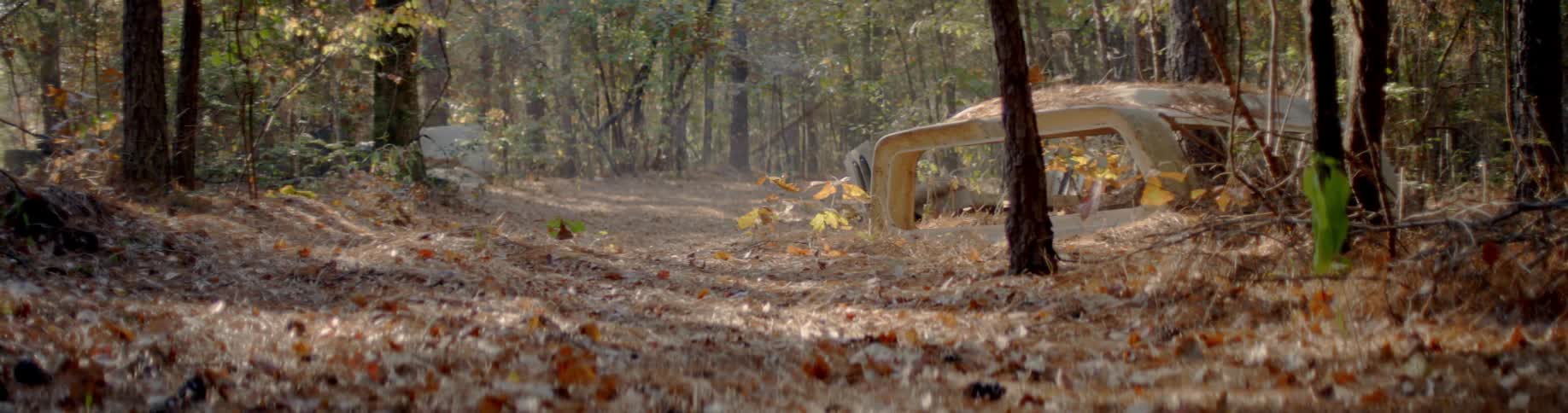 Dead leaves fill the area of this forest