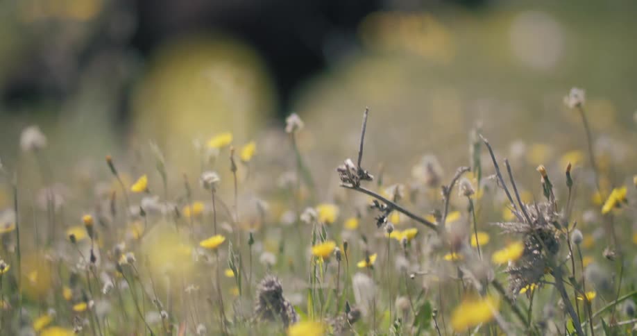 Slow motion rack focus shot reveals a curious young water buffalo calf standing in a field of yellow wildflowers