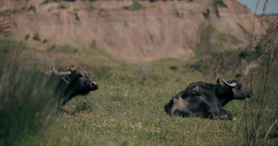 Two tranquil water buffalo rest in a lush green field with an earthy bluff in the background
