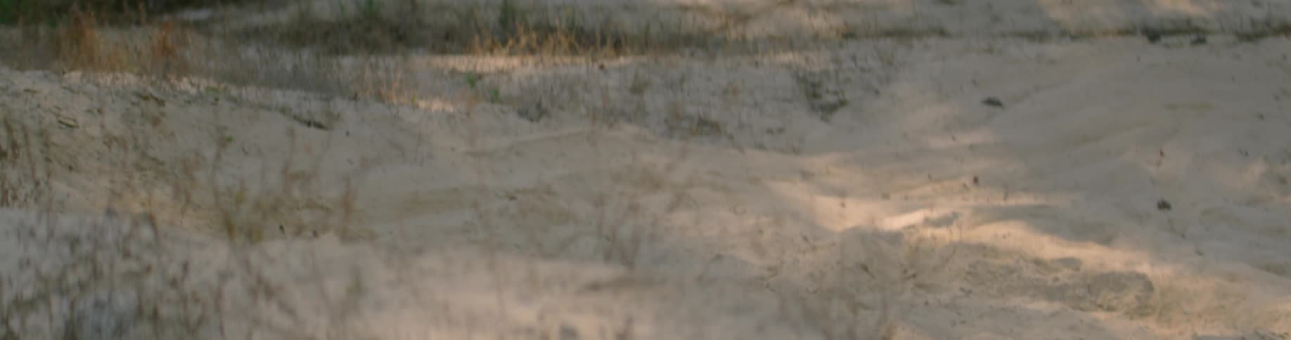A small insect flies past weeds in the sand