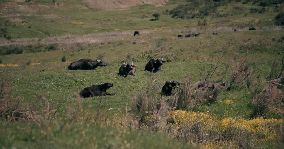 A herd of water buffalo rests peacefully in a lush green meadow dotted with wildflowers