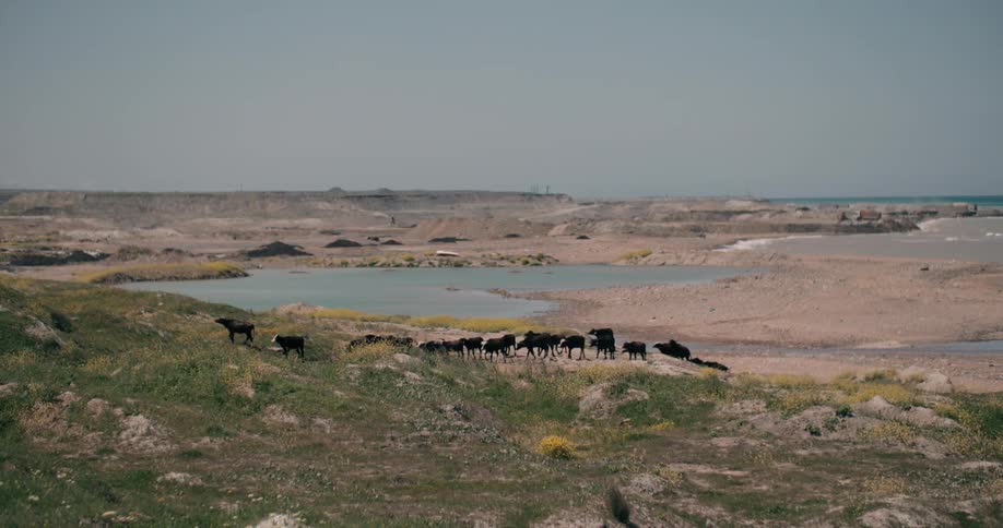 A flock of black sheep grazes on a grassy hill overlooking a barren coastal landscape with a small lake