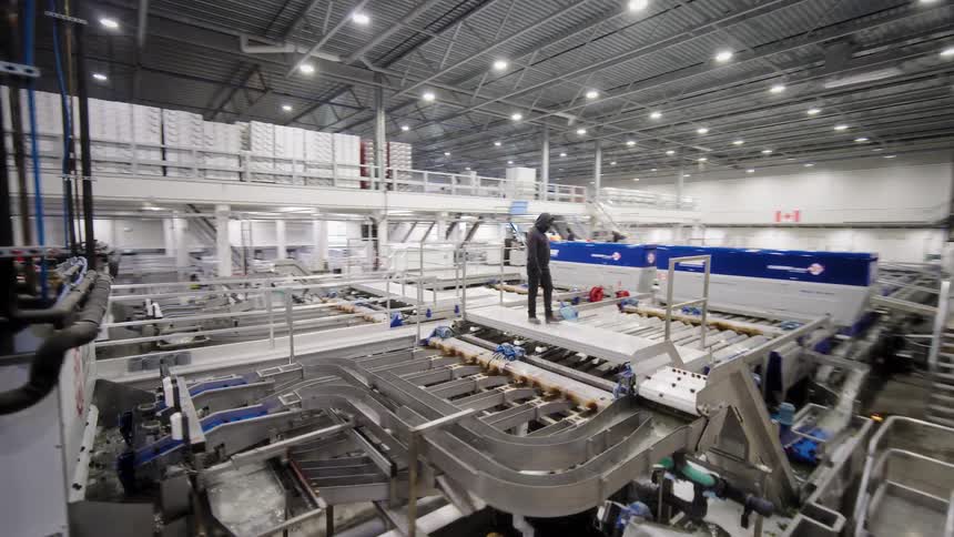 A wide tracking shot reveals the vast, automated machinery of a modern food processing and sorting factory