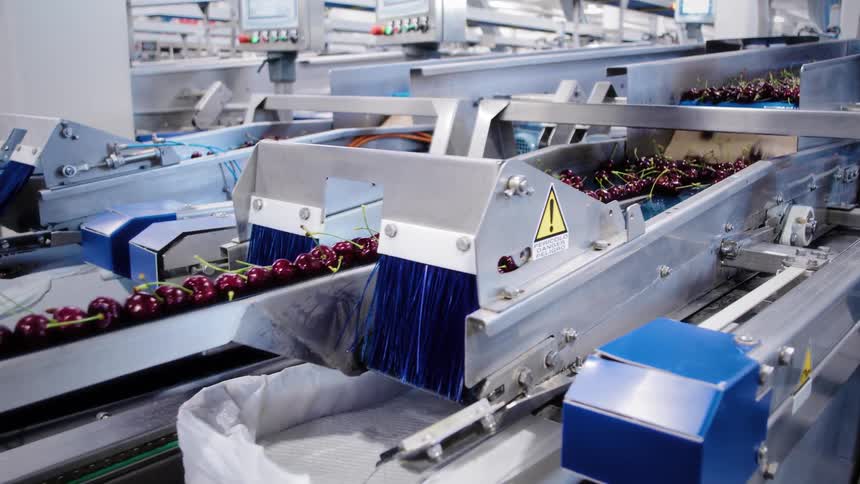 An automated conveyor belt system sorts fresh red cherries into boxes at a modern food processing facility