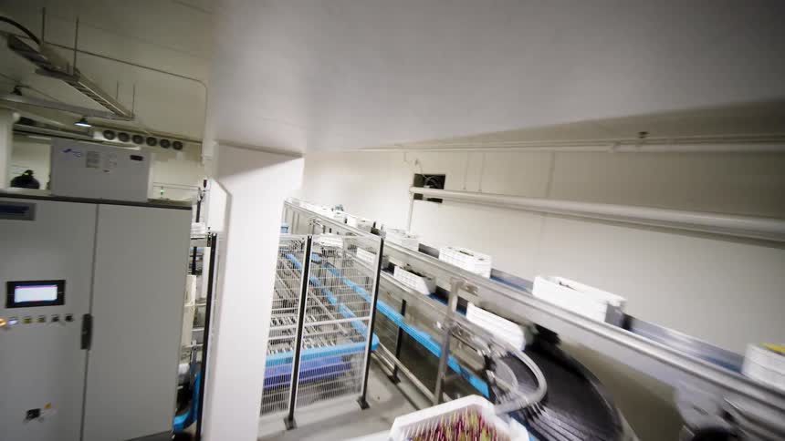 A wide-angle view follows an automated conveyor belt system as it washes and transports grapes through a modern food processing facility