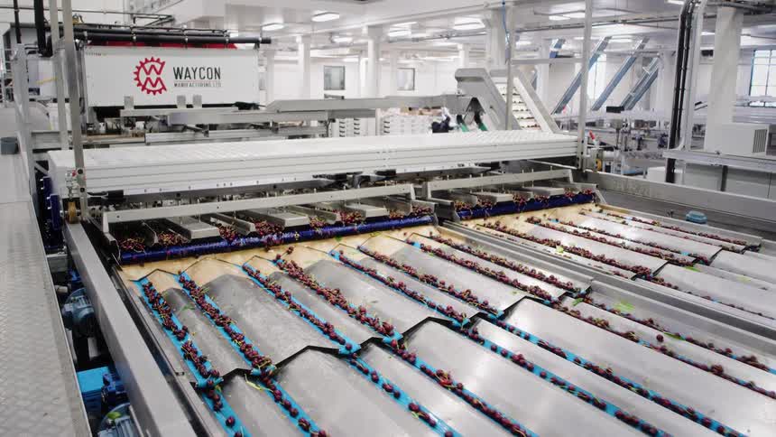 Industrial machinery with conveyor belts sorts and processes fresh cherries in a modern food production facility