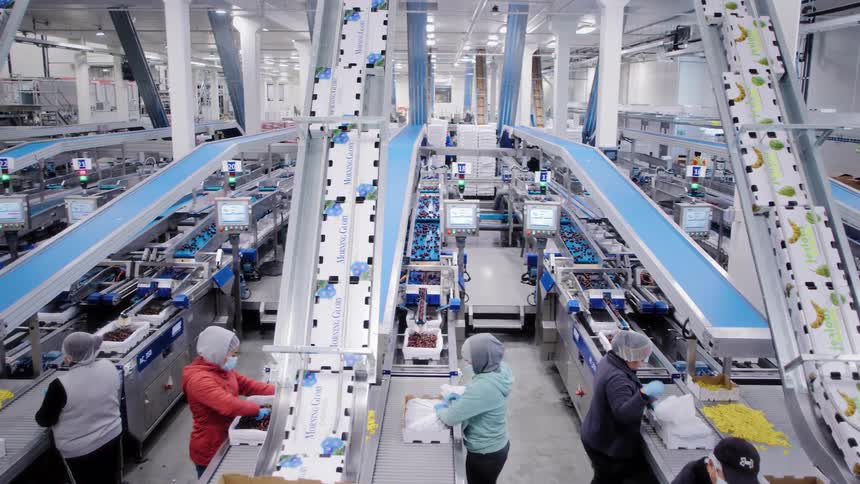 High-angle wide shot of workers sorting and packing fresh fruit on a busy, automated assembly line in a modern food processing factory