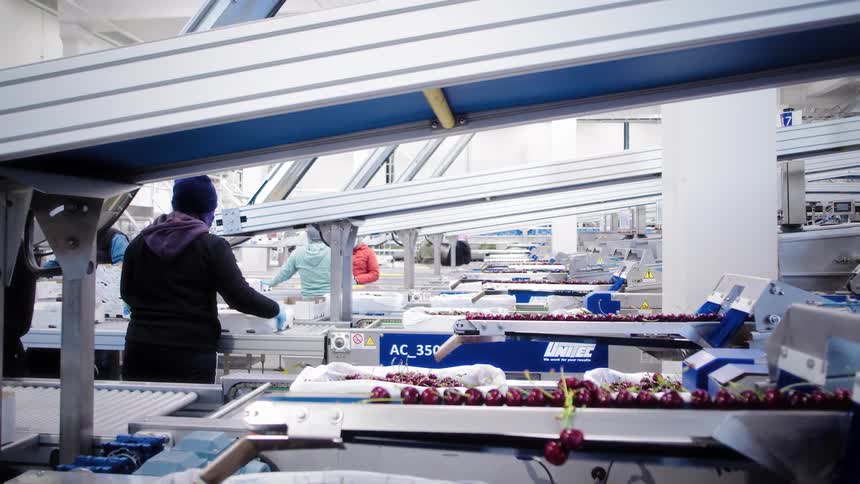 A slow dolly out reveals a bustling cherry processing plant where workers sort fresh fruit along an automated conveyor belt