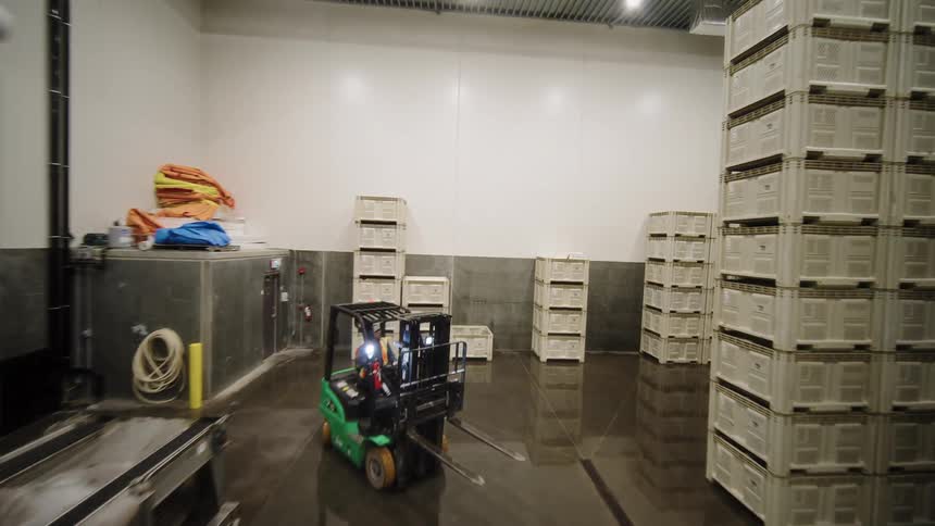 A forklift operator drives through a wet, industrial warehouse, moving large bins filled with harvested grapes for processing