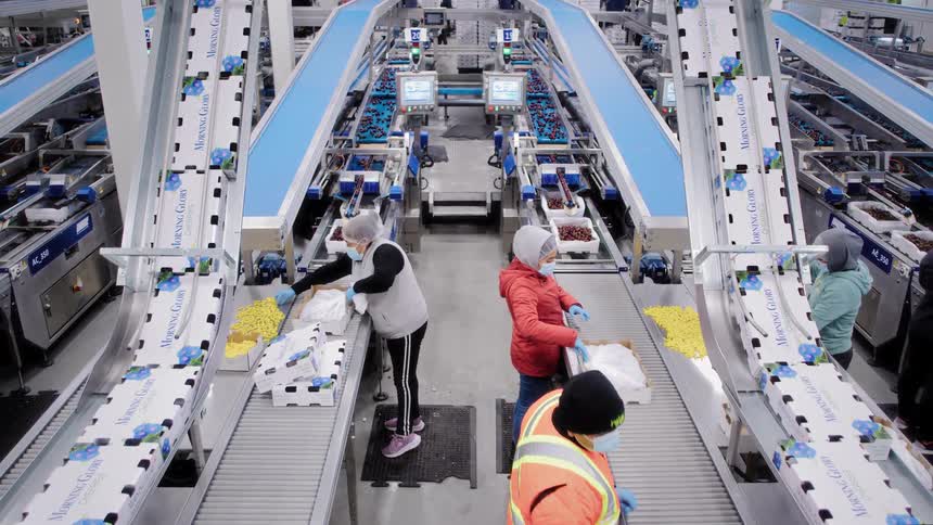 High-angle view of workers sorting and packaging fresh cherries on an automated production line in a modern food processing factory