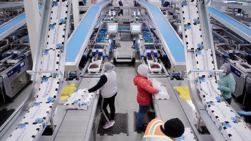An expansive, modern cherry processing facility where workers sort and package fruit on a sophisticated conveyor belt system