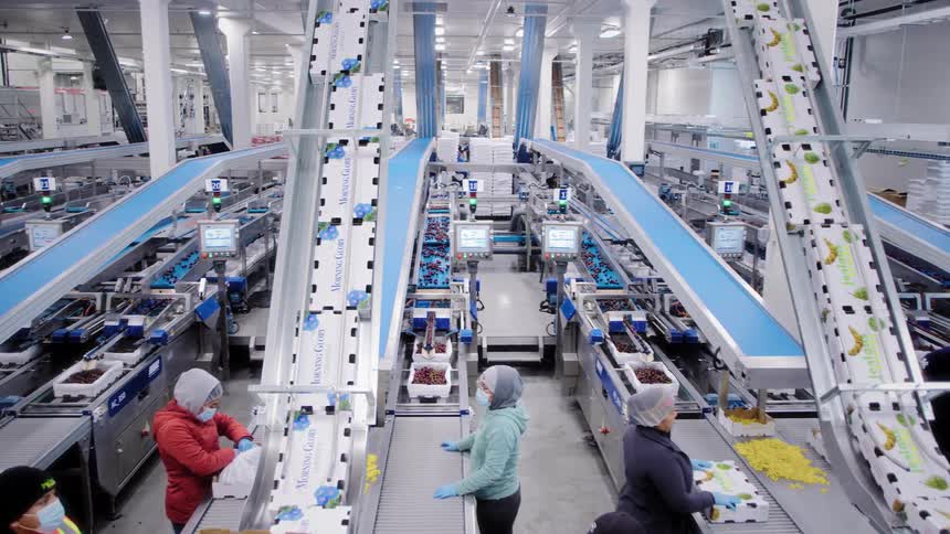 Wide shot of workers in a modern food processing facility sorting and packaging fruit on an automated production line