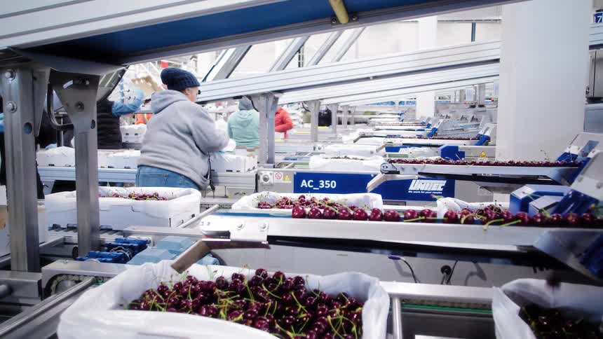 Fresh cherries are sorted and packaged on a modern automated conveyor belt system in a food processing factory
