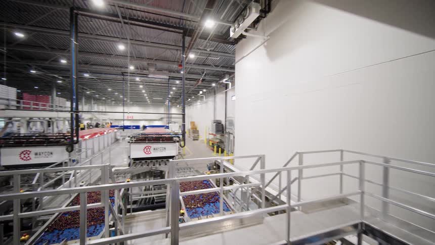 A smooth tracking shot glides through a massive, automated fruit processing factory, showcasing cherries being sorted and transported on complex conveyor systems