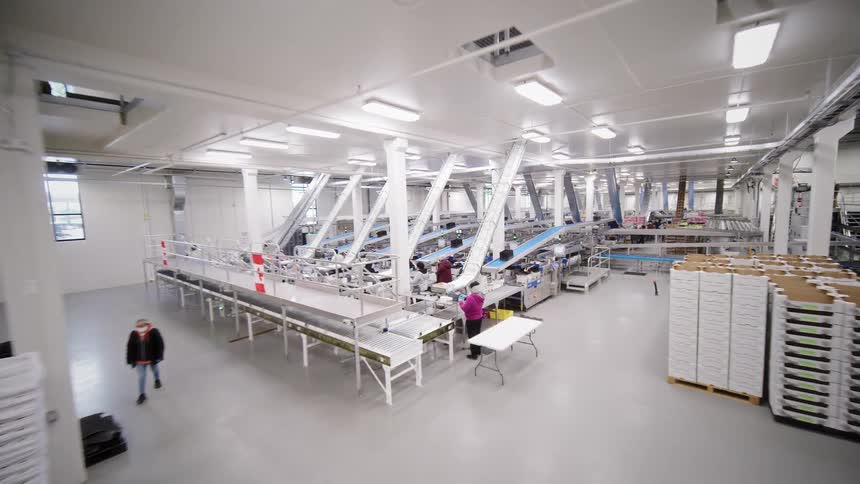 An extensive tour through a state-of-the-art fruit processing warehouse, highlighting automated sorting and packaging lines