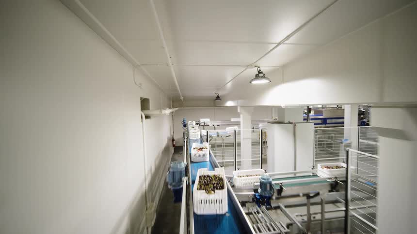 A tracking shot follows a forklift and automated conveyor belts transporting crates of cherries through a food processing plant