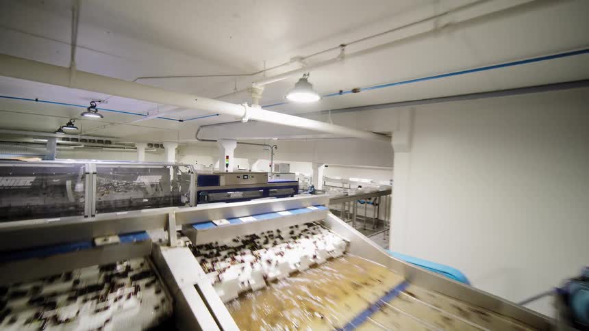 A smooth tracking shot reveals the complex automated machinery of a modern cherry washing, sorting, and packaging factory