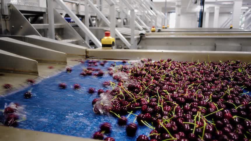 Freshly harvested cherries are washed and transported on a conveyor belt system in a modern food processing plant