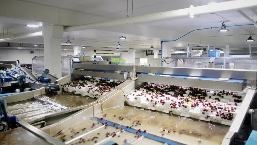 Fresh cherries are washed and sorted on an automated conveyor belt system in a food processing factory