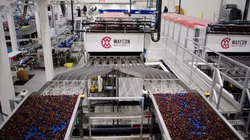 Automated conveyor belts transport and sort fresh cherries in an expansive, modern food processing facility