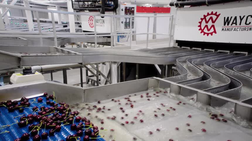 Cherries are washed and transported along an automated conveyor belt system in a modern food processing factory