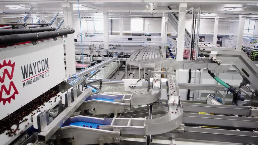 An automated conveyor belt system washes and sorts fresh cherries in a large, modern food processing facility