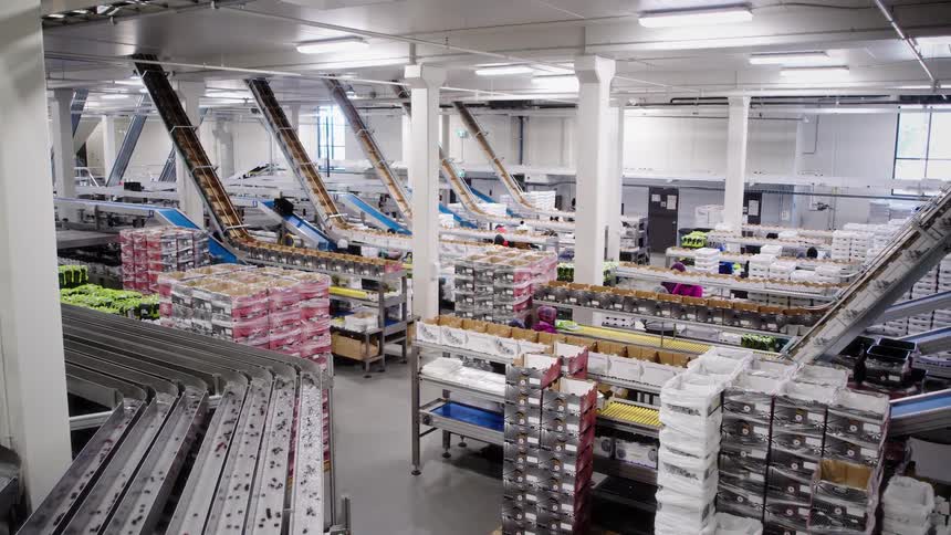 High-angle panning shot of a large industrial food processing plant with conveyor belts sorting fruit and workers packing boxes