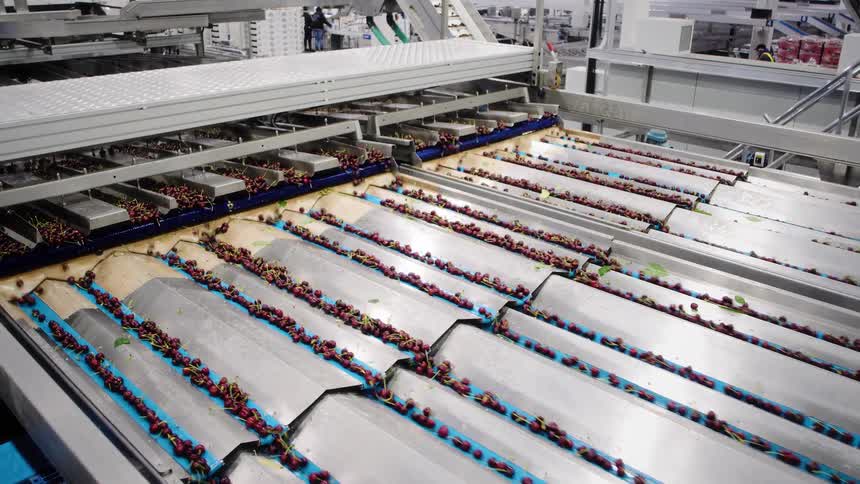 Freshly harvested red cherries travel down a modern automated sorting line in a food processing facility