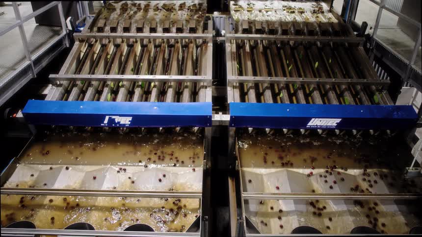 An industrial machine washes and sorts fresh cherries on a production line in a modern food processing plant